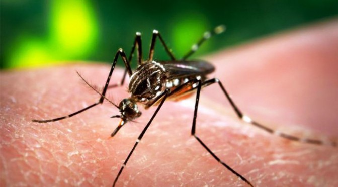 Zika Virus 2019 – Everything you need to know